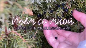 Идем со мной за можжевельником