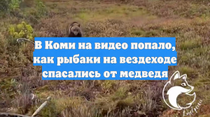 В Коми на видео попало, как рыбаки на вездеходе спасались от медведя