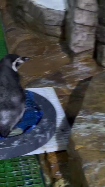 Любовь на всю жизнь: история пингвинов, которая растопит ваше сердце. Трон и новая надежда смотреть онлайн