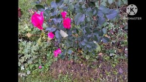 Сухое укрытие роз на зиму.