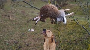 моменты из охоты