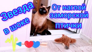 Смешная🐱кошка😂Ладушка и🦜птичка22-10-2025