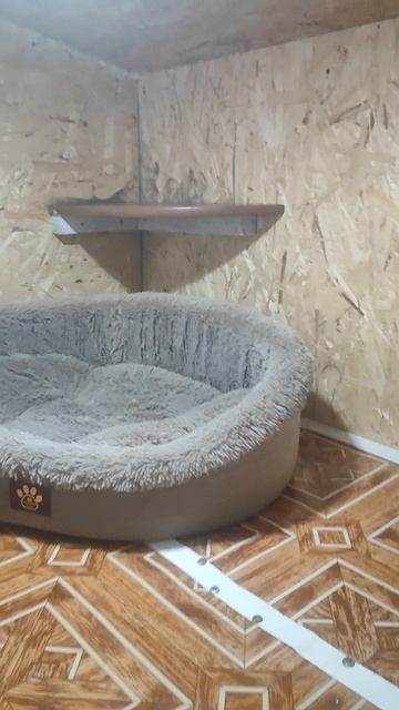 кошка- болтушка.передержка домашних животных