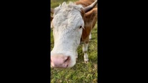 Россия. Обычные будничные дни сельского блогера. Почти эксклюзивное видео.