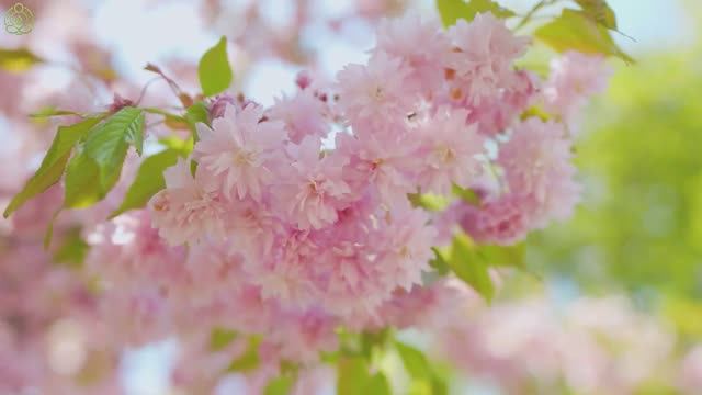 Успокаивающая музыка помогает снять стресс и тревогу 🌿 Музыка помогает восстановить разум #9