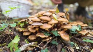 Грибной выезд 21.10.25 , Шабановское.