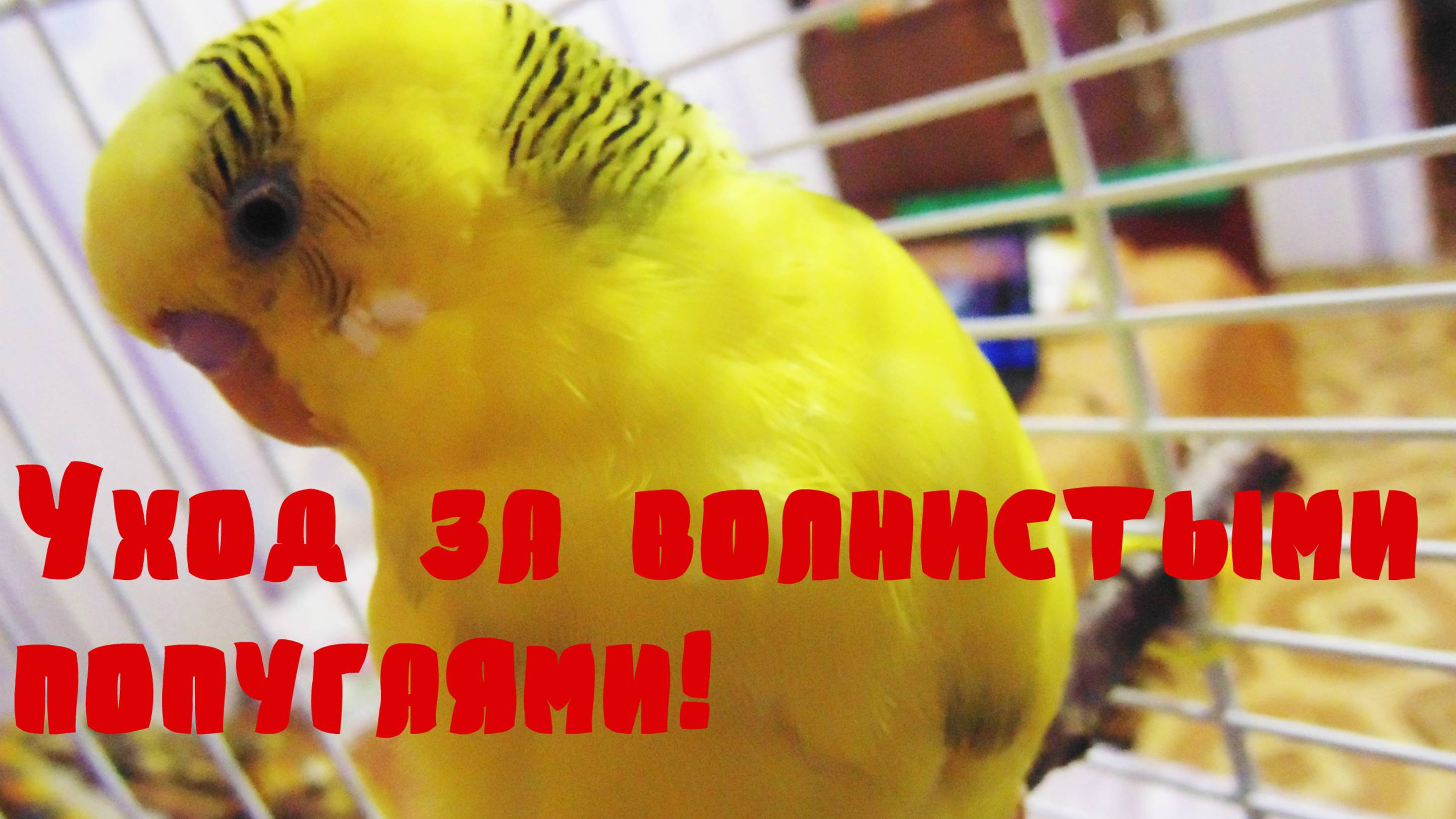 ПИТАНИЕ ПОПУГАЯ! Уход за попугаями Часть 3! Уход и содержание волнистых попугаев. ВОЛНИСТЫЕ ПОПУГАИ