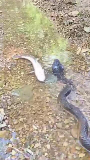 Актёрская игра уровня Оскар от рыбы