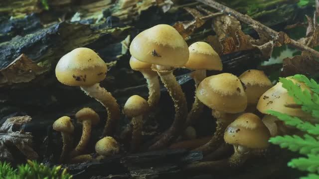 Как растут грибы. Летний опёнок смотреть онлайн