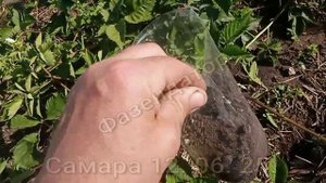 Самара. Размножение ежемалины и ежевики укоренением макушек. Фазендатор