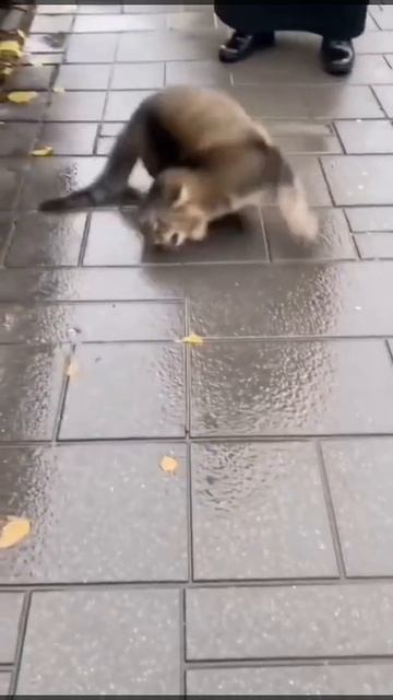 в животных тоже может вселиться враг смотреть онлайн