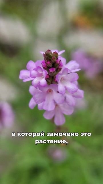 она исполняет желания смотреть онлайн