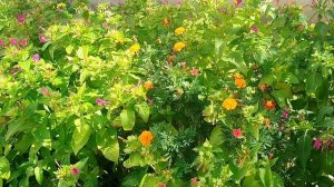 Покров Пр. Богородицы 14.10.2025г. "Ромашка белая" Валерий Семин.