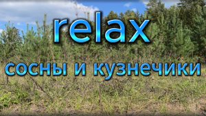 Расслабление в объятиях природы: сосны и кузнечики