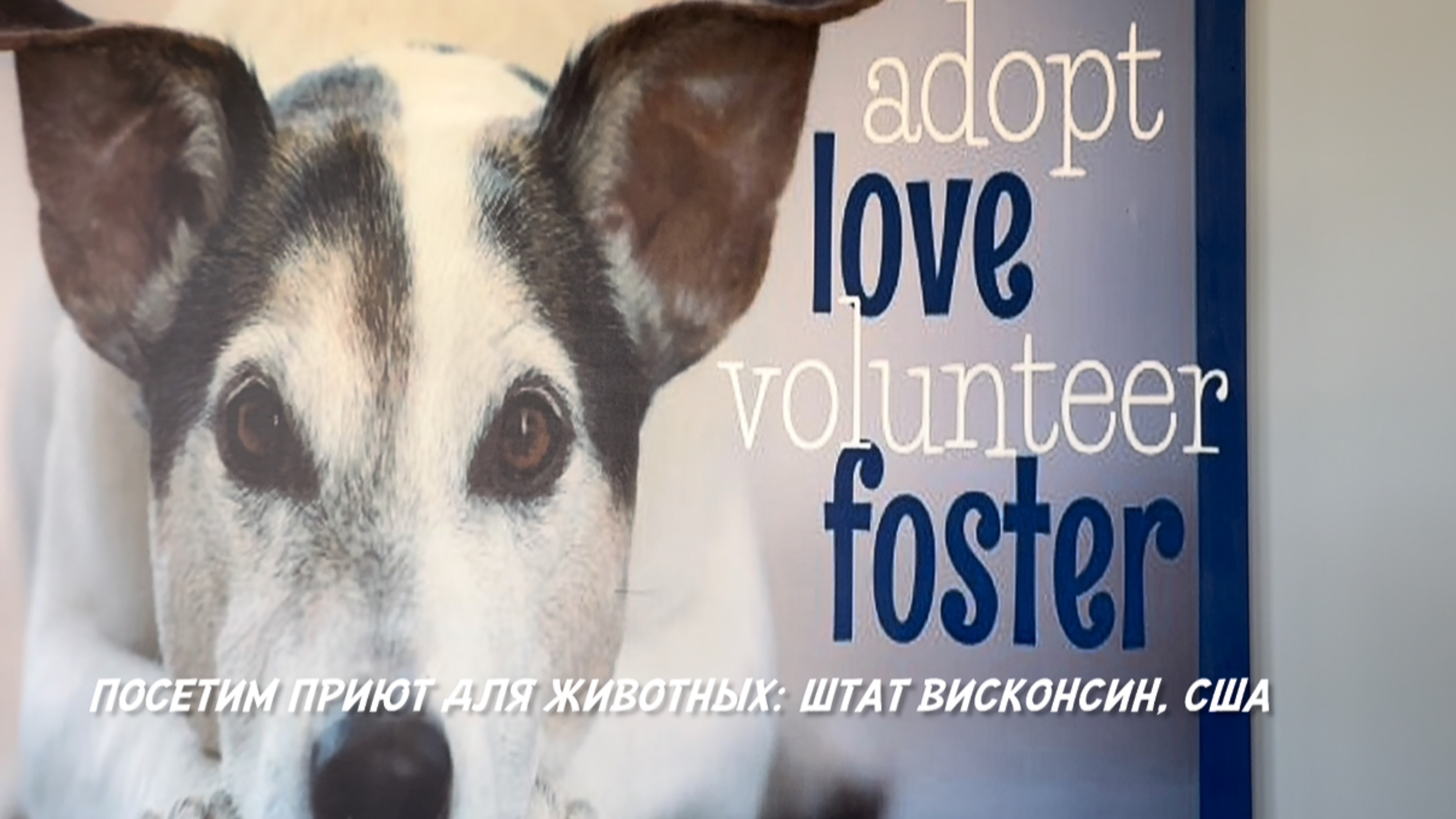 Приют животных в США.