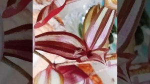 Традесканция Зебрина — это цветок 🌸, который прекрасно себя чувствует в воде 💧 и в вазе 🏺.