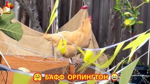 Куры Бафф Орпингтон ласковые золотые несушки❣️🤗😂 (138)