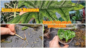 Потомство алоказии Жаклин. Интересные факты. Пересадка подросших из клубней деток.