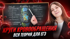 Круги кровообращения | Биология ЕГЭ | Умскул
