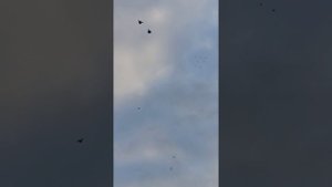 22 10 2025 голуби полет