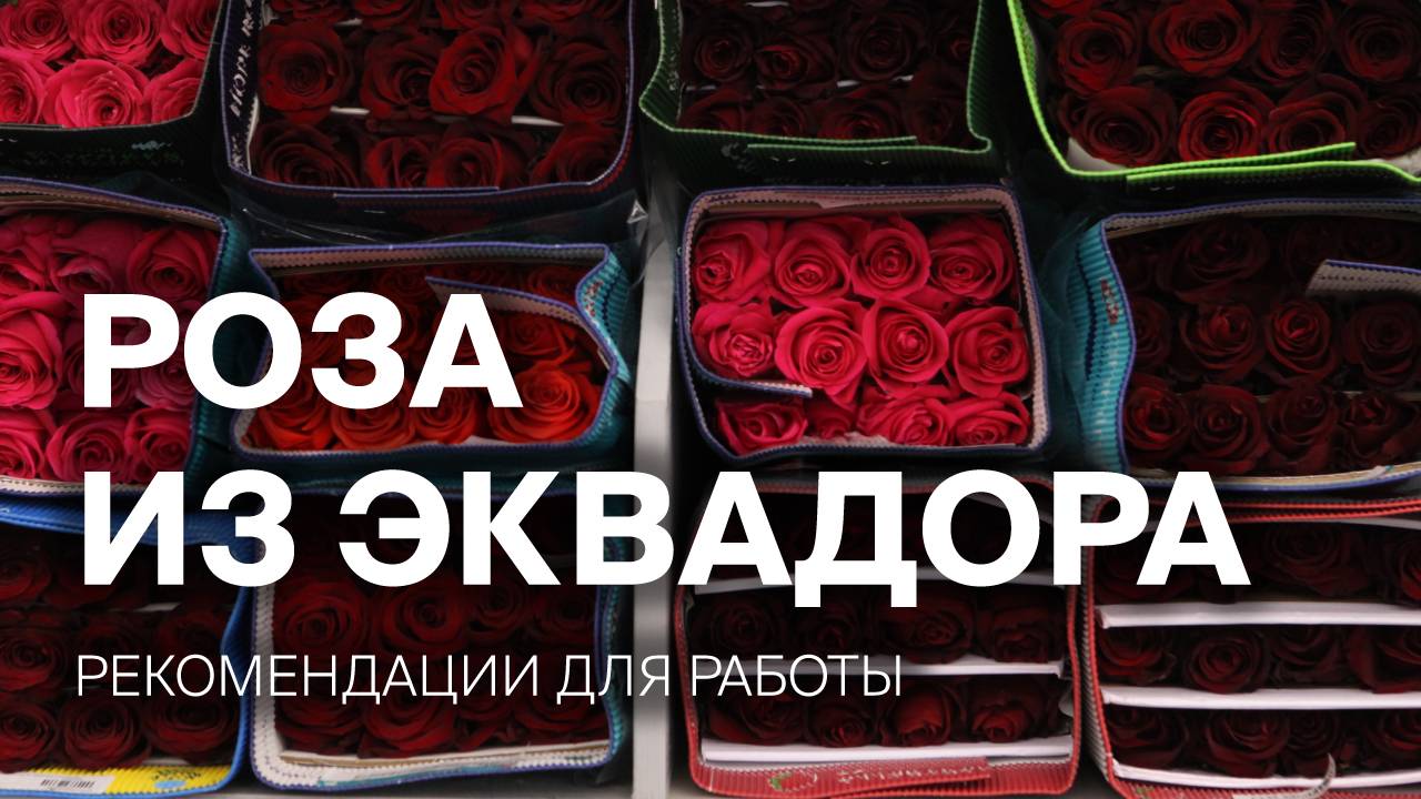 Роза из Эквадора | Рекомендации для работы смотреть онлайн