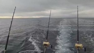 Закрываем сезон  рыбалки на тунца, Итуруп