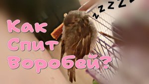 КАК СПИТ ПТЕНЕЦ ВОРОБЬЯ ДОМА? Милая пушистая пташка.