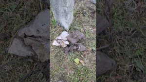 кг 60-80 накопали