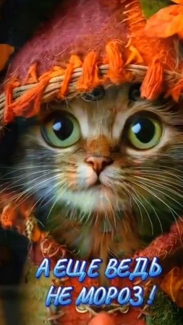 Скетч -шоу. Музыкальные юмористические видеоролики.