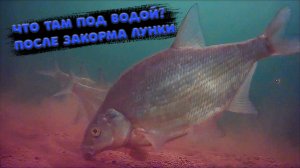 Как лещ подходит на прикормку и его поведение на кормовом пятне