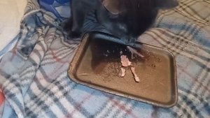Тишка кушает.