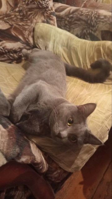 🐱 Кот Атос любит хорошо отдохнуть #shorts #котатос #коты #милота #животные