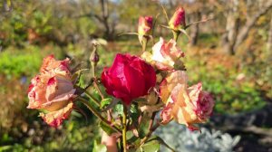 Вышивально-рукодельная неделя с 13 по 19 октября 2025 г