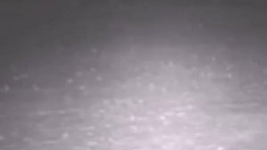 НЛО? Лис испугался шара света на видео