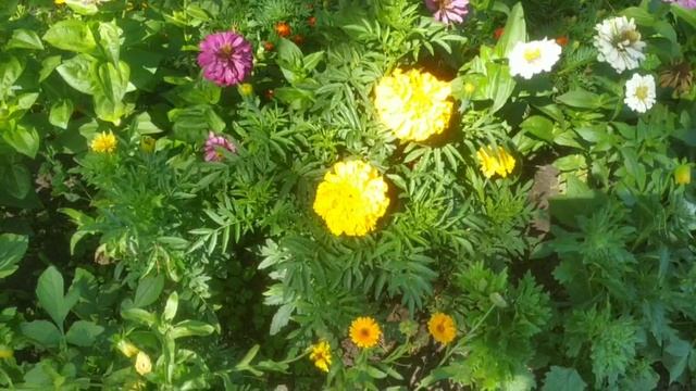 Клумба у Братской могилы