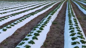 Осенние дела на поле клубники