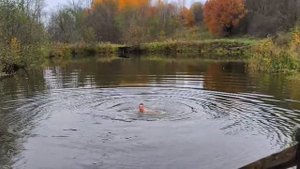 Купание 11 октября