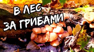 В ЛЕС, ЗА ГРИБАМИ. ГРИБНОЙ ОКТЯБРЬ! Поход за грибами