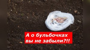 Как вырастить новые здоровые головки чеснока?