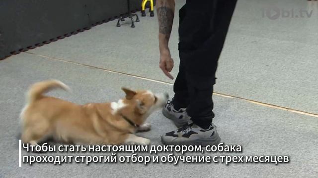 Четвероногие помощники: собаки лечат людей в Челябинске смотреть онлайн