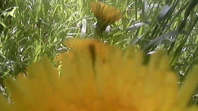 Много одуванчиков смотреть онлайн