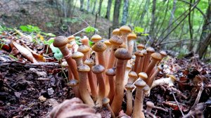 Октябрь в лесах под Судаком