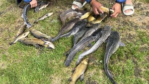 Ловим судака, линя, сома, форель и осетра! Рыбалка в Лепсари во Всеволожском районе Ленобласти 2025