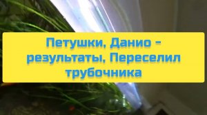 ПЕТУШКИ, ДАНИО - РЕЗУЛЬТАТЫ, ПЕРЕСЕЛИЛ ТРУБОЧНИКА