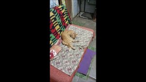 Собака. Кот. Том и Фокс