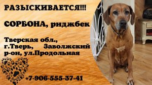 Пропала собака! СОРБОНА, риджбек. Тверская обл., г.Тверь.