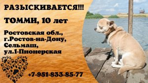 Пропала собака! ТОММИ, 10 лет. Ростовская обл., г.Ростов-на-Дону.