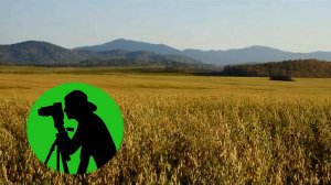 Звучание осеннего поля / Шелест травы на ветру и пение птиц для вашего отдыха и крепкого сна