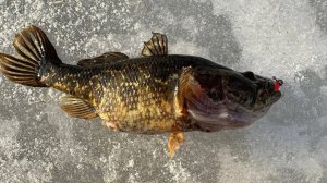 рыбалка по первому льду 2024