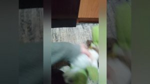 СКУЛБОЙ ПО КОММЕНТАРИЯМ ПОДПИСЧИКОВ НА КВАРТИРЕ (ВСЕ СЕРИИ)
